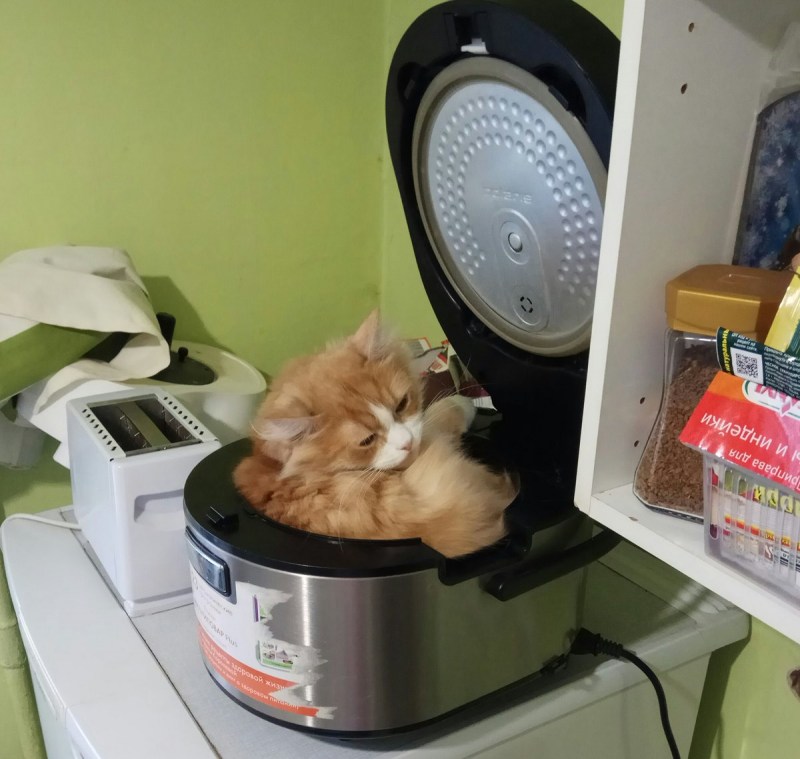 Кот нагадил в тапки