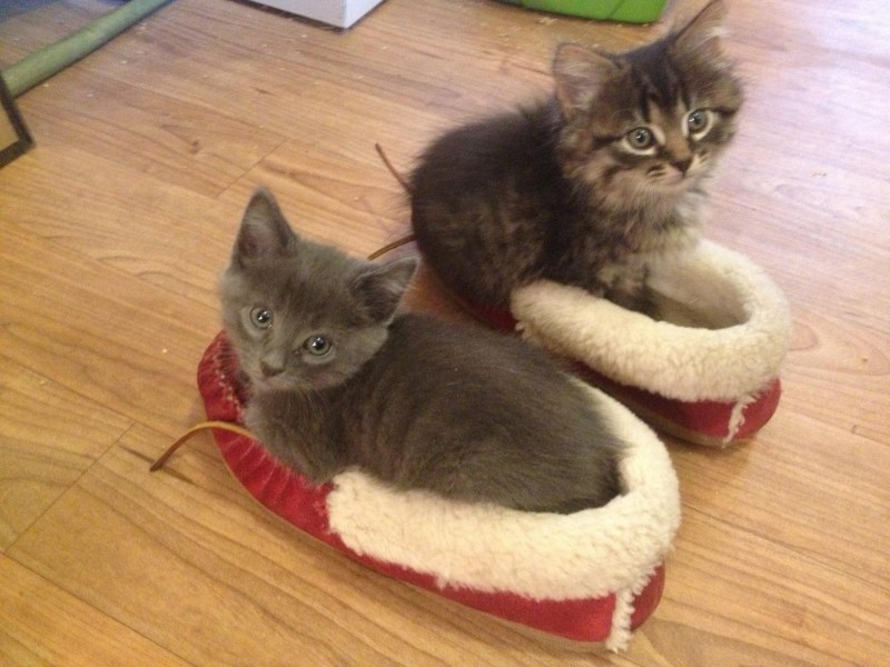 Котенок в тапочке