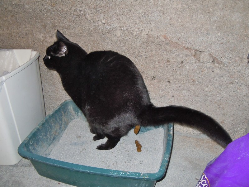 Коты которые какают