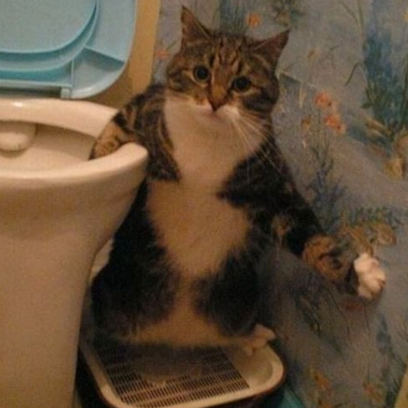Кот какает