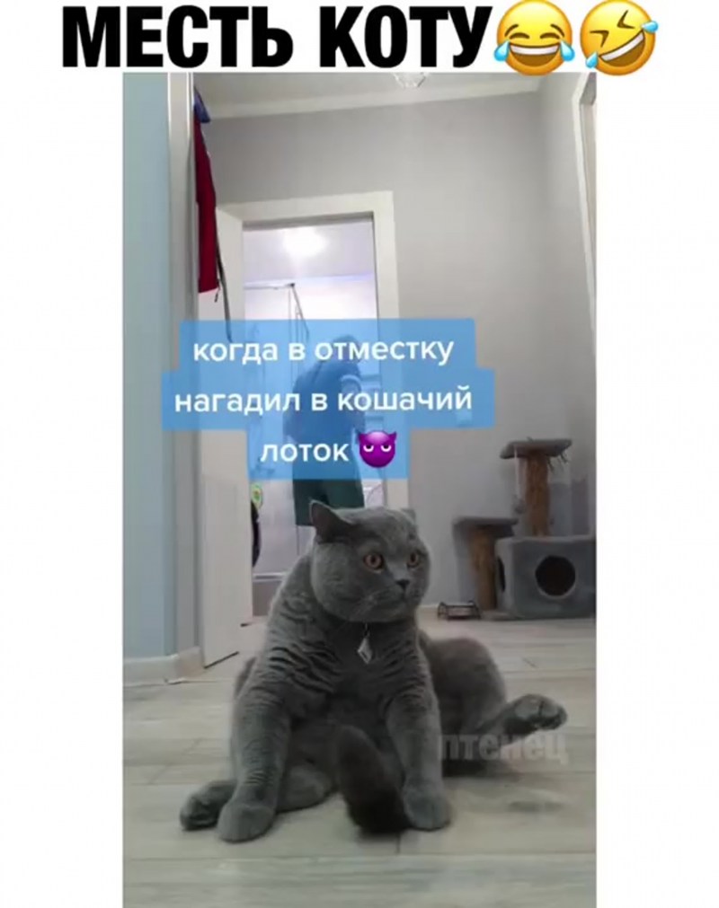 Коты в туалете