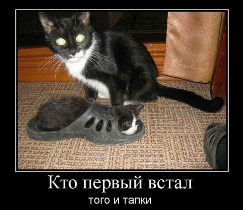 Кот нагадил в рис