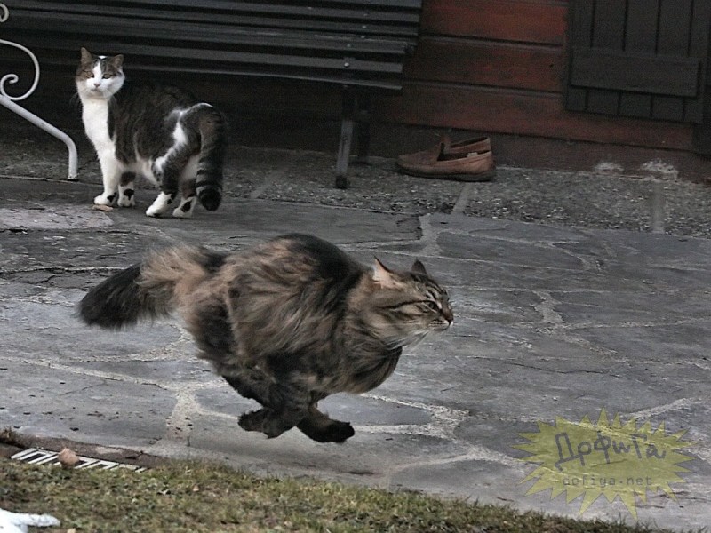 Смешные коты на унитазе