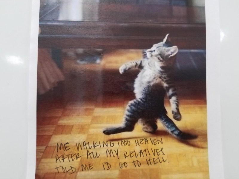 Кот идет домой