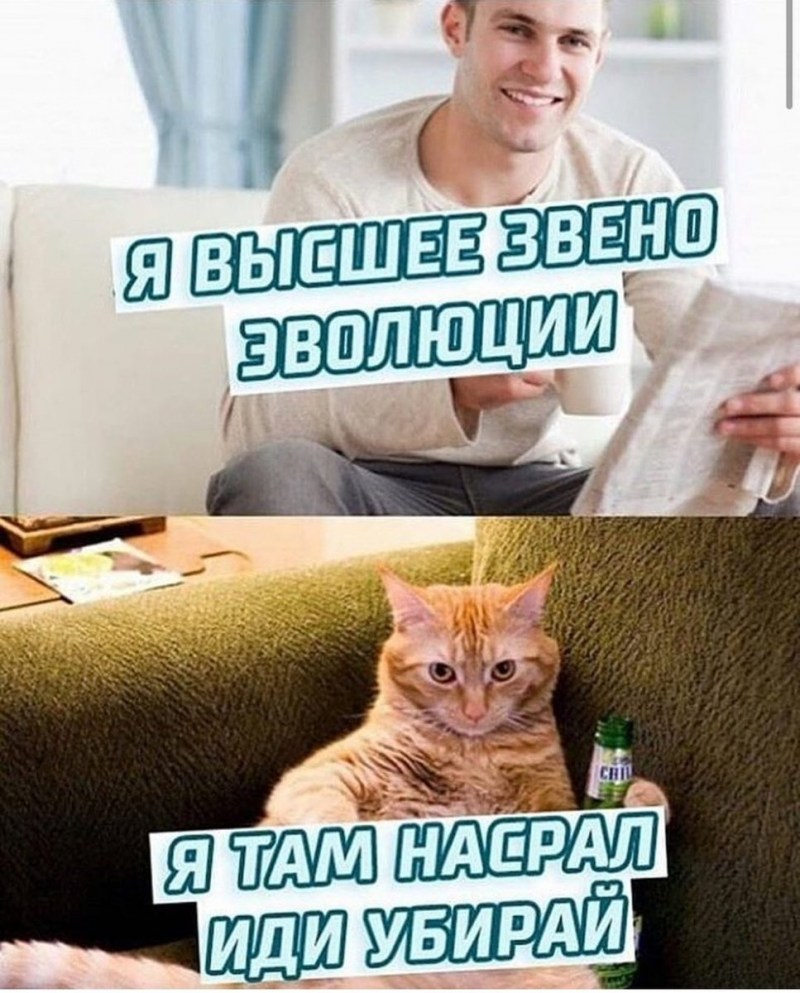 Унитаз для кошек