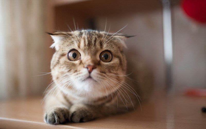 Удивленный взгляд кота