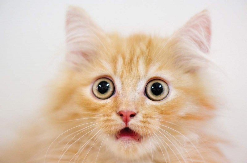 Удивленная кошка
