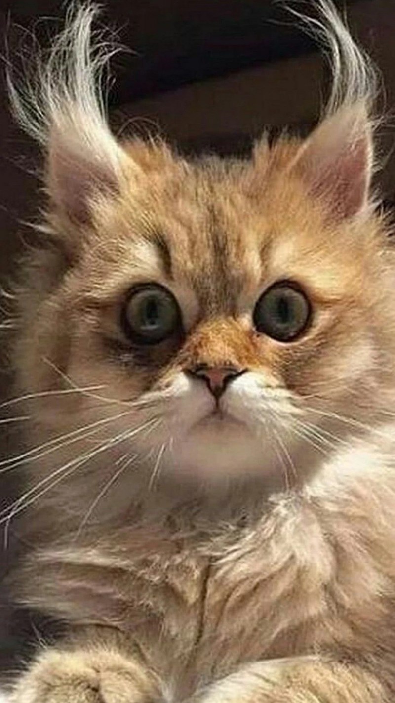 Котенок удивлен