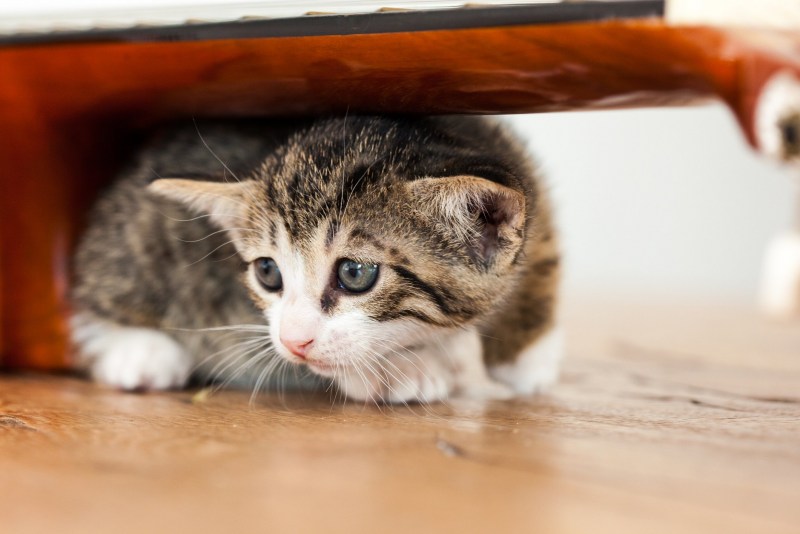 Котенок испугался