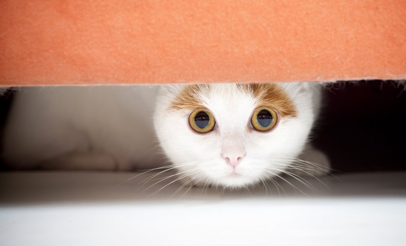 Котик испугался