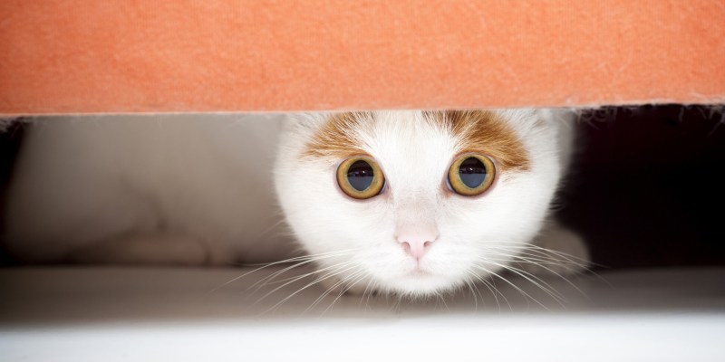Котик испугался