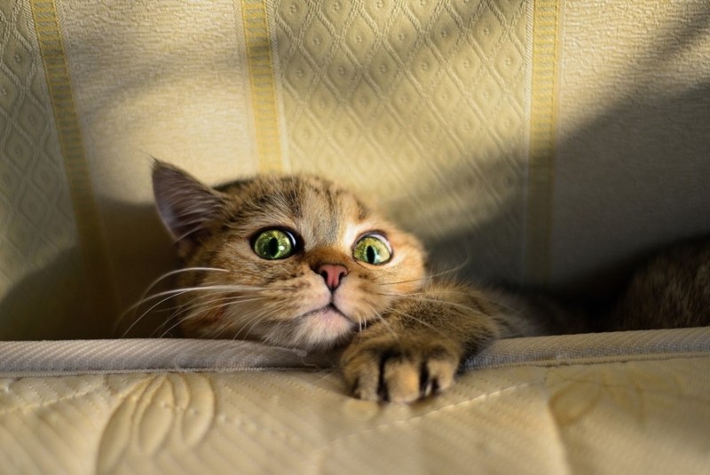 Кошка боится