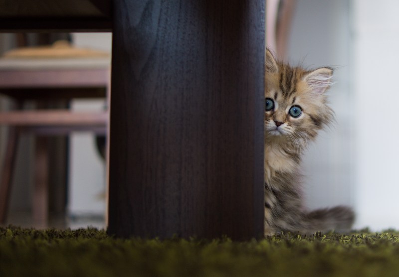 Котенок выглядывает