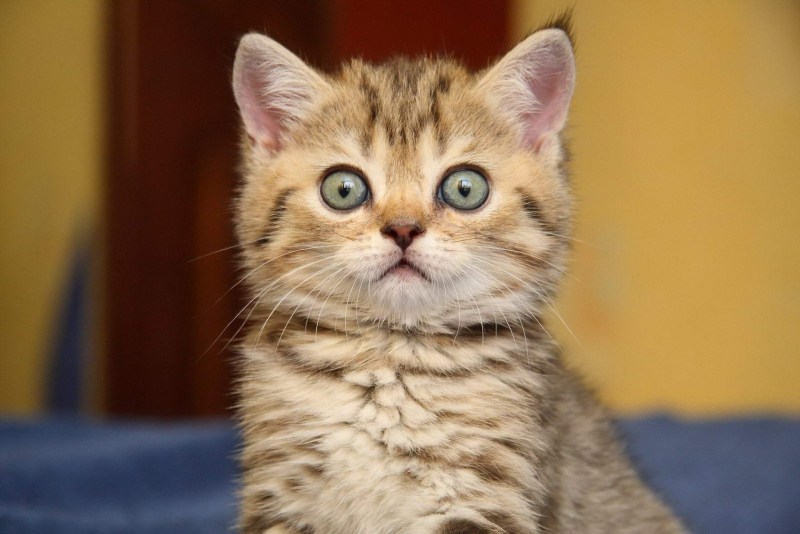 Котик в шоке