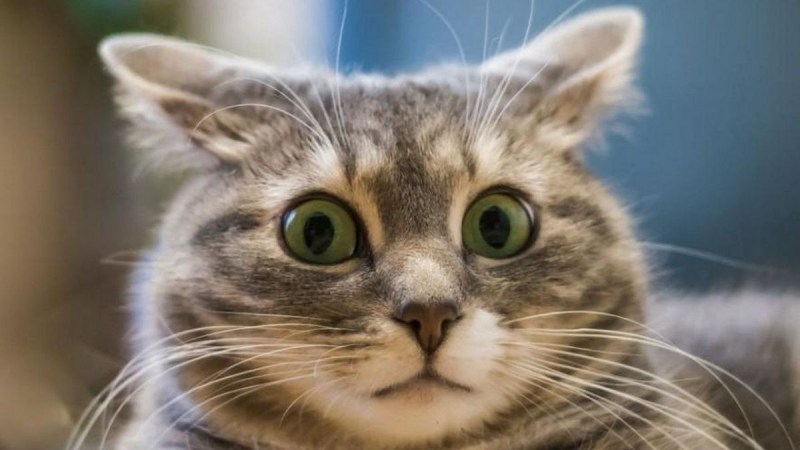 Смешной удивленный кот