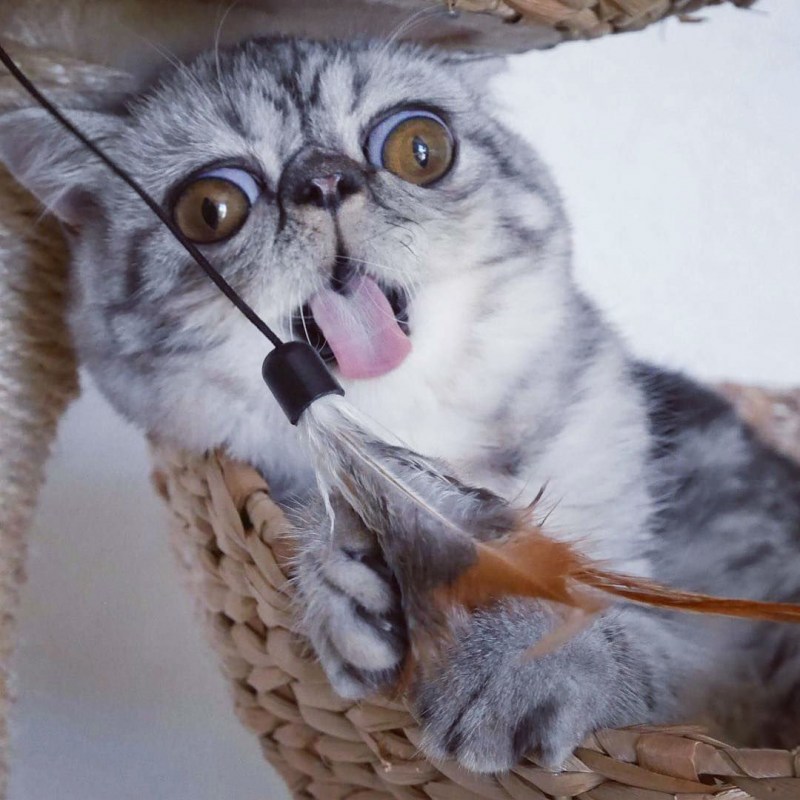 Перепуганная кошка