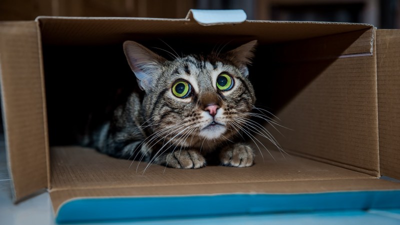 Котята в коробке
