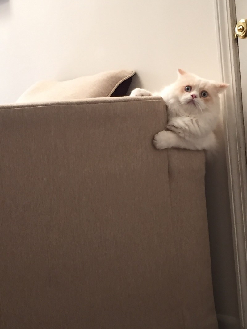 Котик испугался