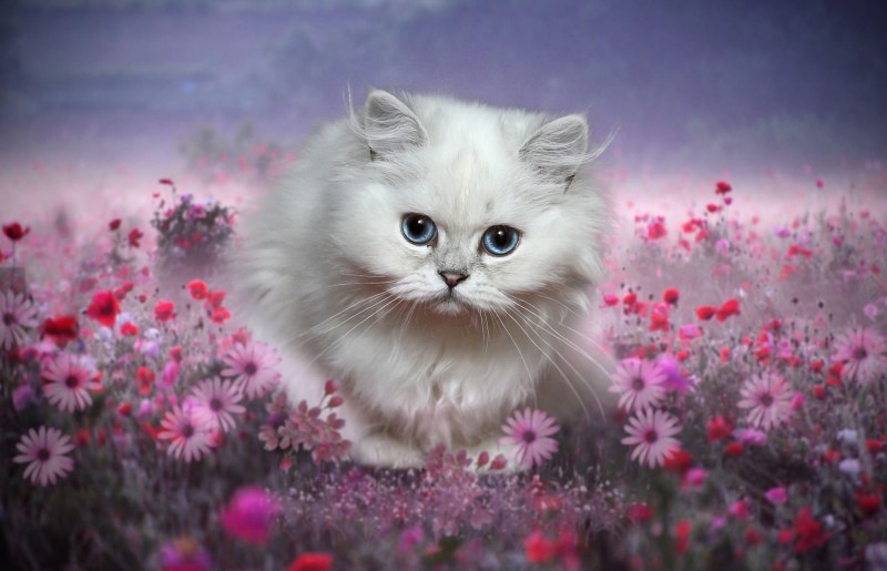 Котенок с цветами