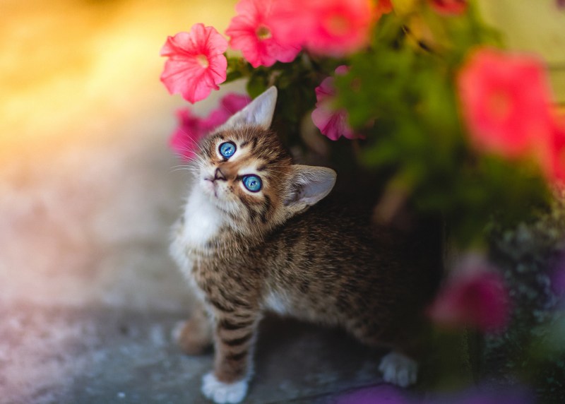 Котенок в цветах