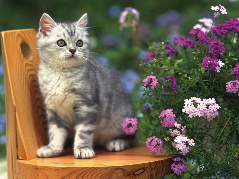 Котики в цветах