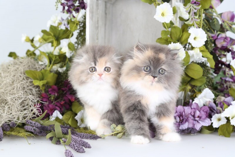 Котенок с цветами