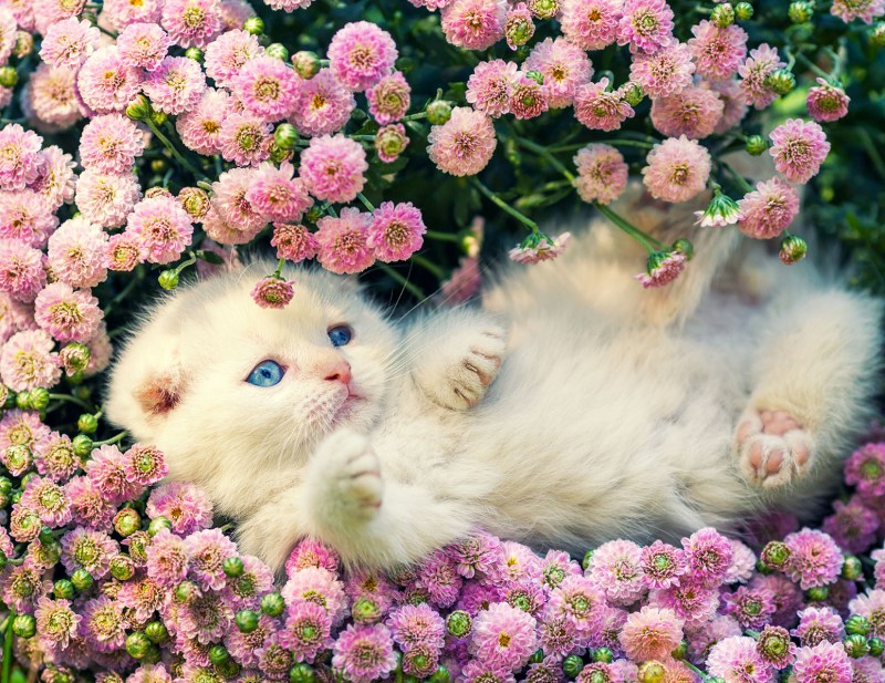 Котенок в цветах
