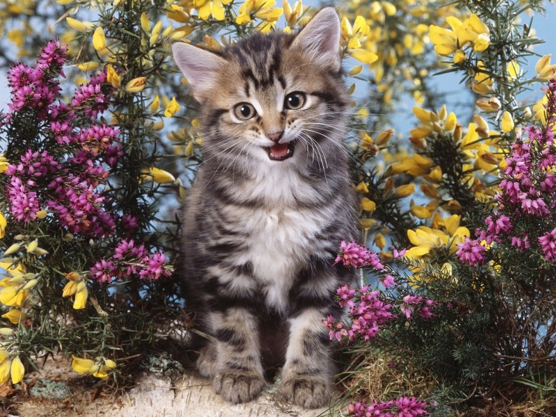 Котенок в цветах