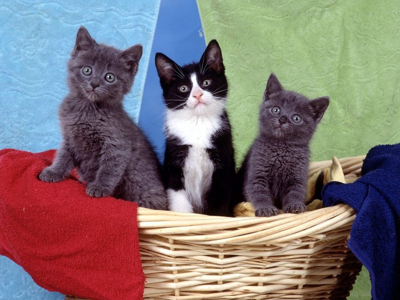 Кошка с котятами