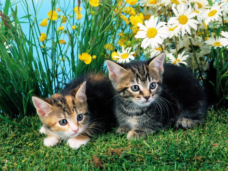 Котятки на природе
