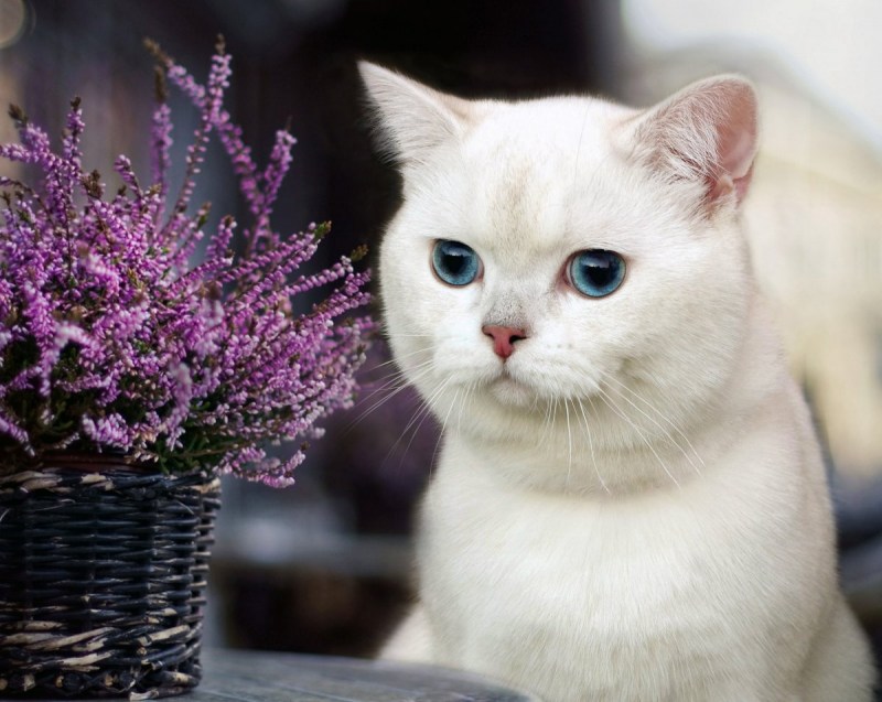 Белый котенок с цветами