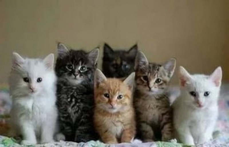 Разные котята