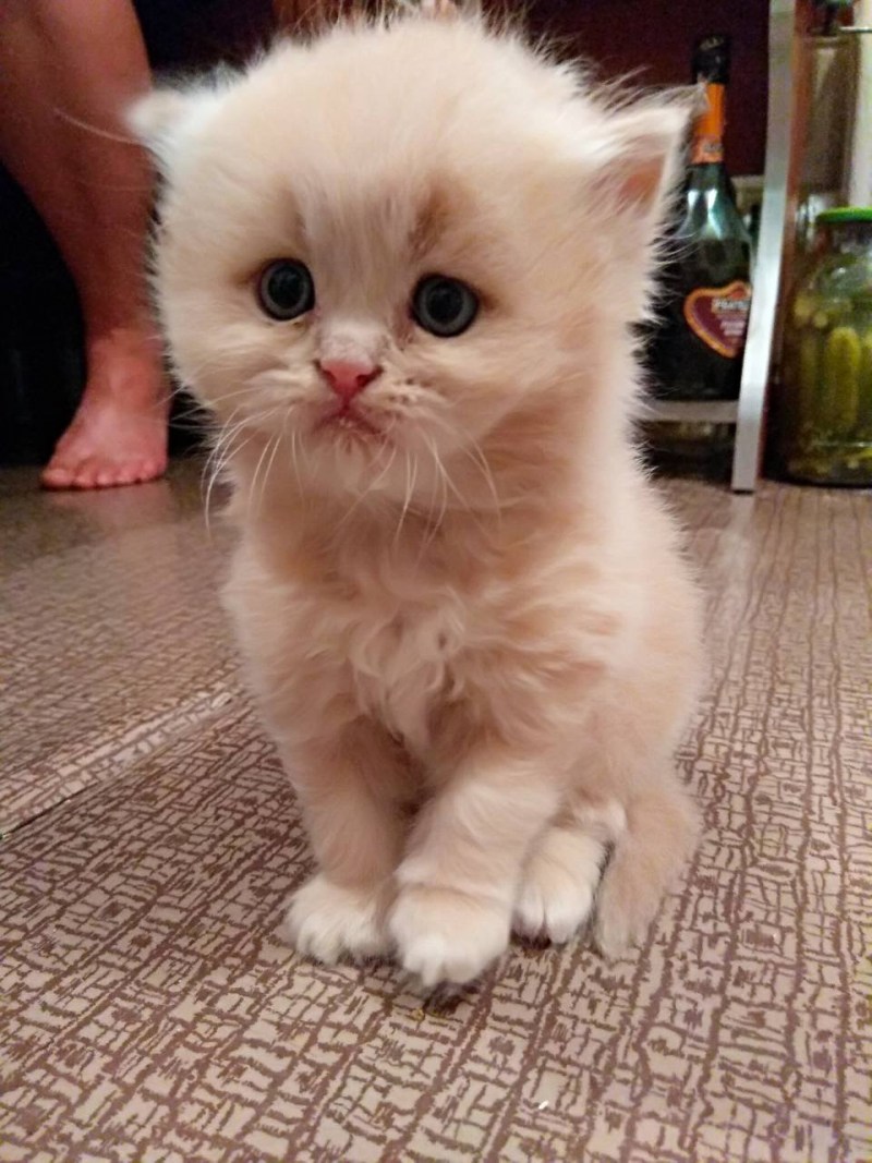 Котятки британские с цветами