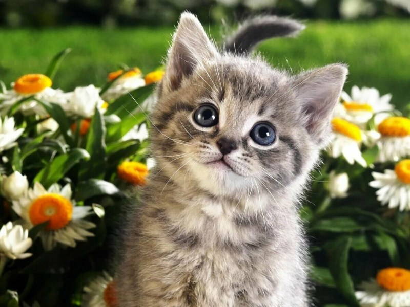 Красивые сиамские кошки