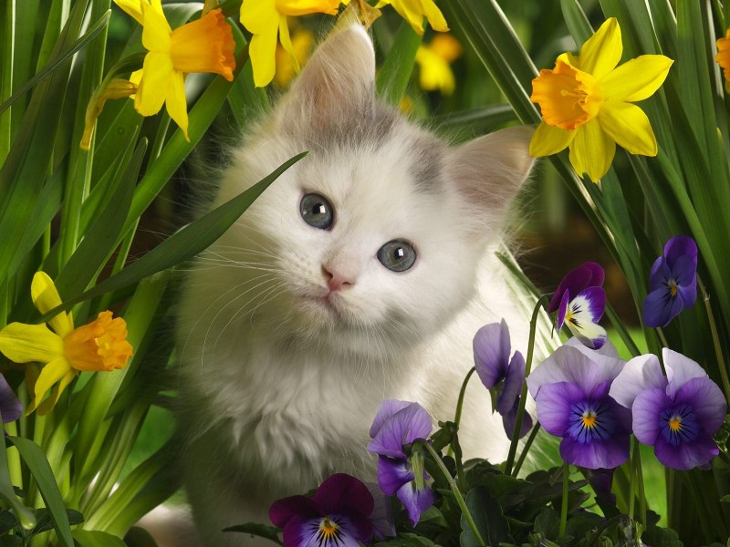 Котенок в цветах
