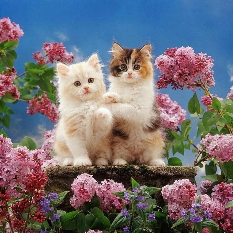 Котёнок с цветком