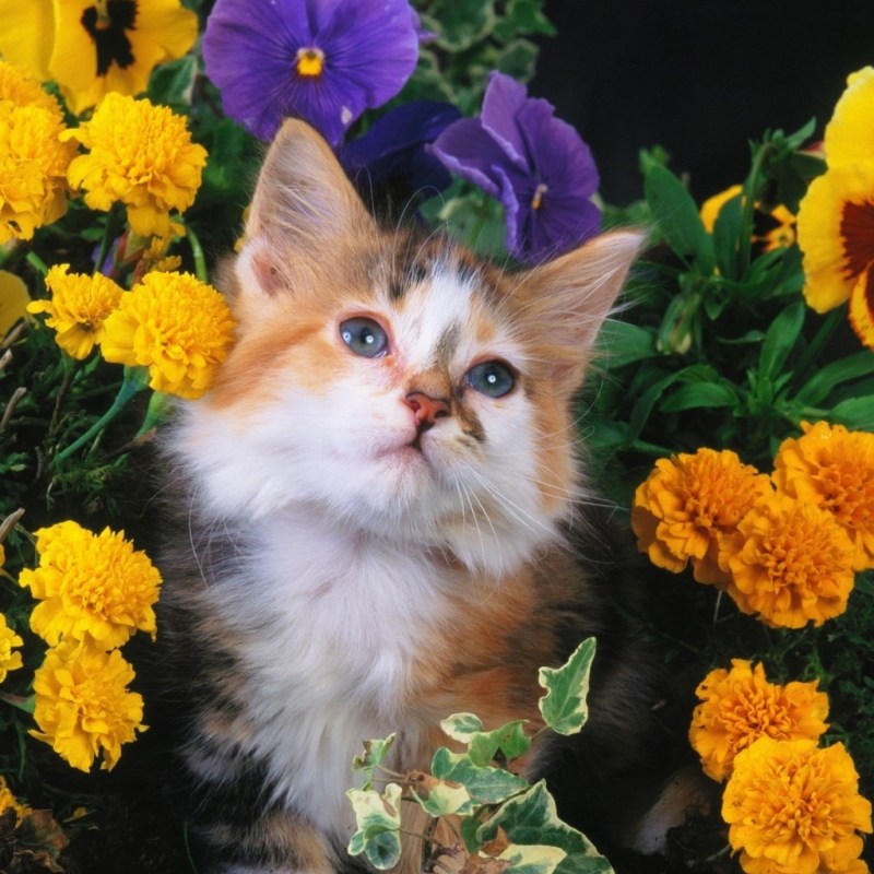 Котенок с цветами