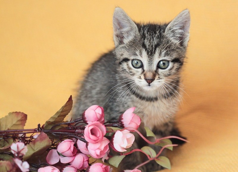 Милые котики и цветы