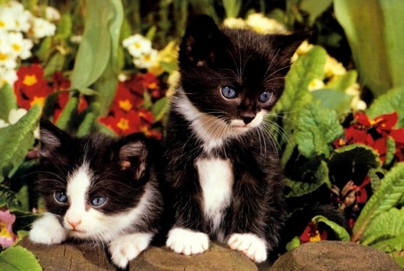 Кошки маленькие