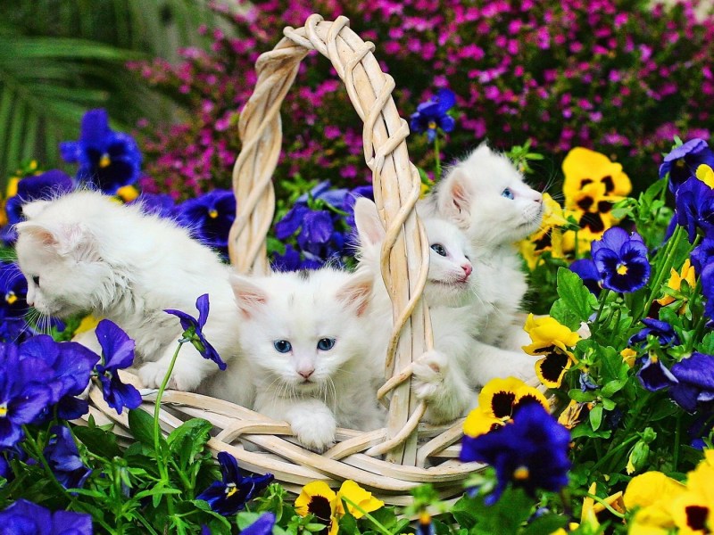 Котятки в цветах