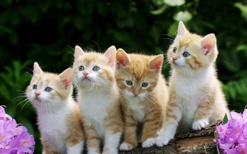 Четыре котенка