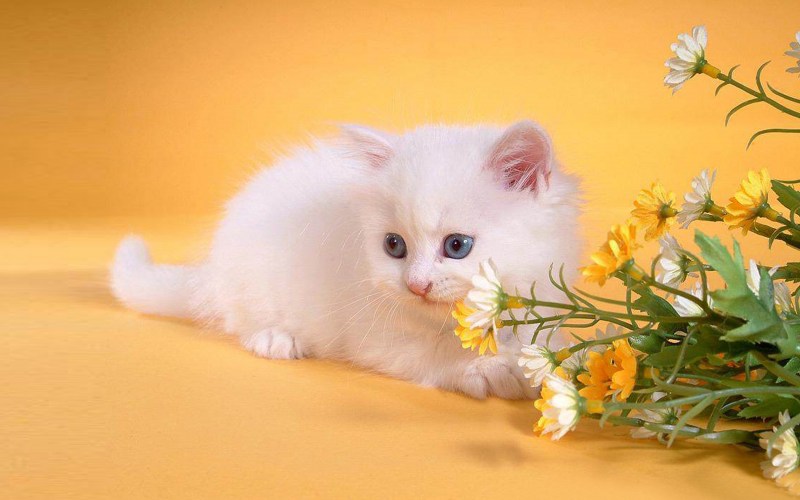 Рыжий котенок с цветами