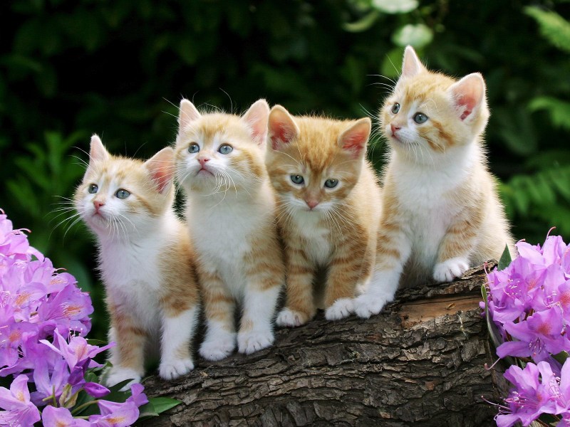 Красивые котята
