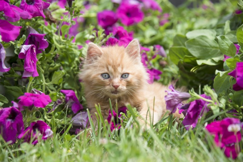 Цветные котята