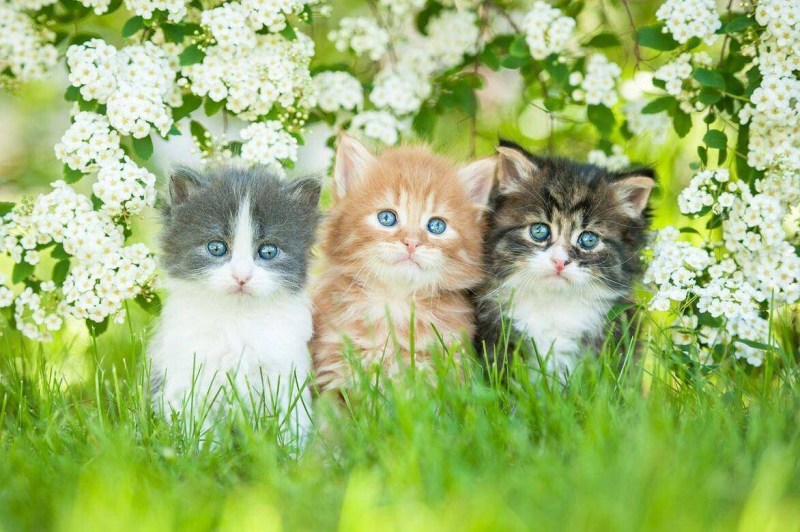 Котенок на лужайке