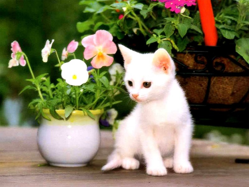 Красивые кошки и котята