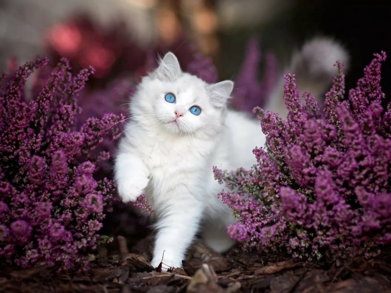 Котики в цветах
