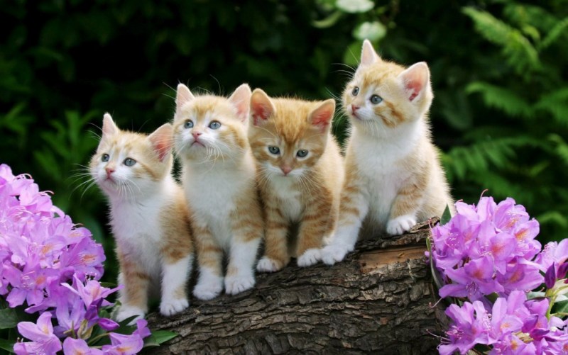 Вислоухий котенок Рэгдолл