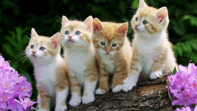 Картинки котят