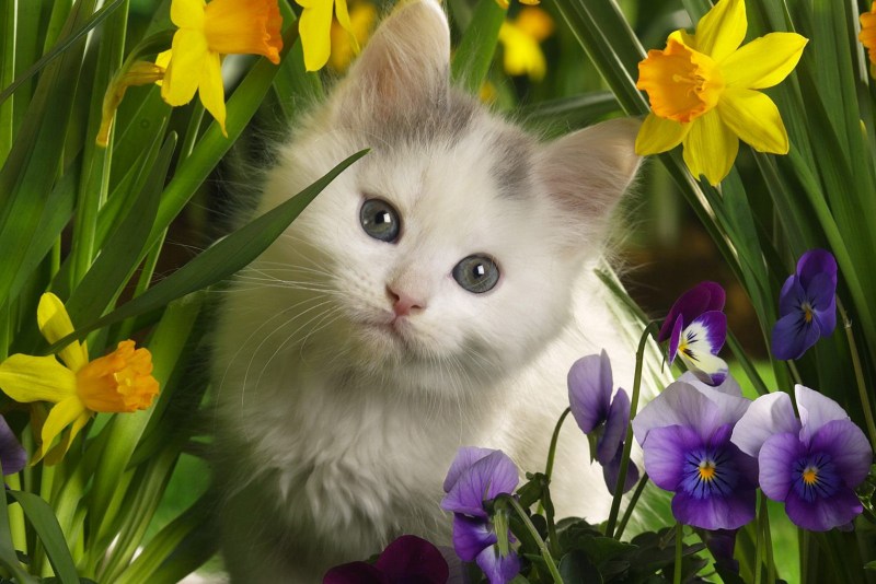 Бурмилла кошка котята